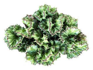 Elkhorn Euphorbia Succulent Isolated on White Background