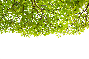 Branches of a tree and green leaf on white background