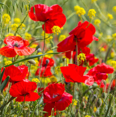 red poppies in spring in the field