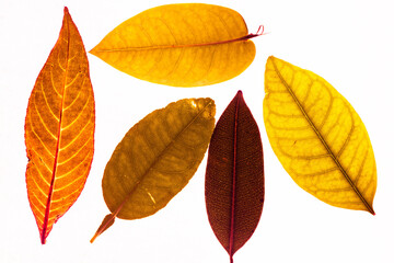 Winter red leaves with isolated white background for relaxing holiday season and text adding commercial