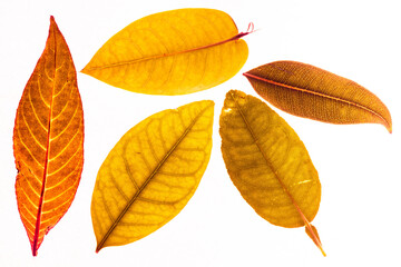 Winter red leaves with isolated white background for relaxing holiday season and text adding commercial