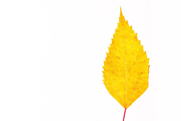 Winter red leaves with isolated white background for relaxing holiday season and text adding commercial