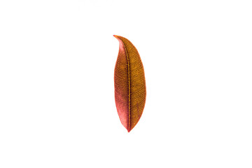 Winter red leaves with isolated white background for relaxing holiday season and text adding...