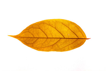 Winter red leaves with isolated white background for relaxing holiday season and text adding commercial