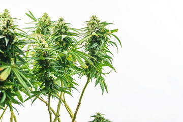 Branches of Medical Marijuana with flower bud sites Cannabis cultivation