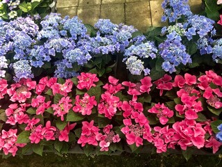 pink and blue flowers