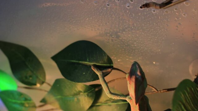 Chameleon eating in a terrarium. Eating super worms from tongs