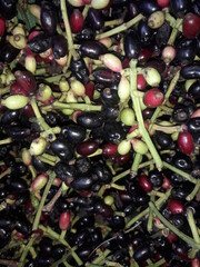 fruit, grape, grapes, vine, food, green, wine, vineyard, plant, berry, agriculture, nature, bunch, ripe, leaf, leaves, black, autumn, bush, red, branch, currant, harvest, berries, tree, flower, holly 
