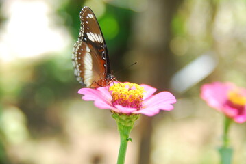 Close up a tropical butterfly alighted on pink zinnia flowers. The butterfly sucks on honey flowers...