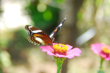 Close up a tropical butterfly alighted on pink zinnia flowers. The butterfly sucks on honey flowers...