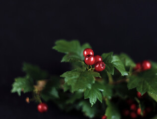 berries red berries flowers food berries on a black background taste food red 