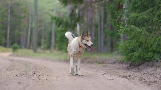 West Siberian Laika walking slowly towards camera, low angle shot, Suwalszczyzna, Poland
