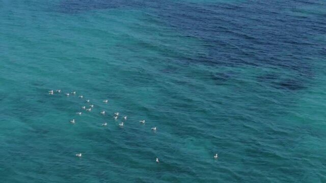 A Flock Of Seagulls Floating On The Blue Ocean With The Famous Favaritx Lighthouse In The Beackground In Menorca, Balearic Islands, Spain. - aerial tilt up shot