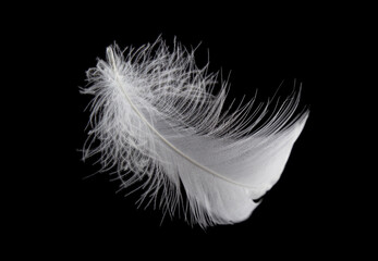 Light fluffy a white feather isolated on black background.