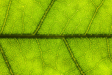Blur green leaf texture for background indicating love for mother nature and pollution free