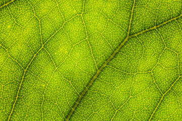 Fototapeta na wymiar Blur green leaf texture for background indicating love for mother nature and pollution free