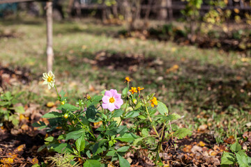 Flower in the garden. Delicate purple sprout