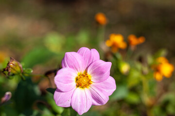 Fototapeta na wymiar Flower in the garden. Delicate purple sprout