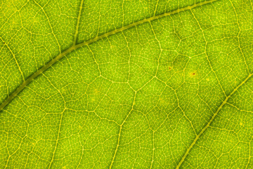 Blur green leaf texture for background indicating love for mother nature and pollution free