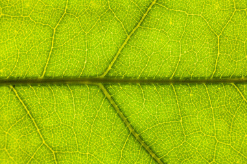 Blur green leaf texture for background indicating love for mother nature and pollution free