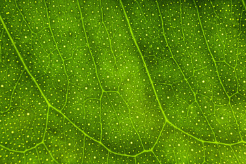 Blur green leaf texture for background indicating love for mother nature and pollution free
