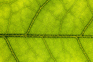 Blur green leaf texture for background indicating love for mother nature and pollution free
