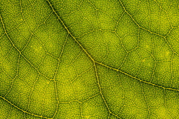 Blur green leaf texture for background indicating love for mother nature and pollution free