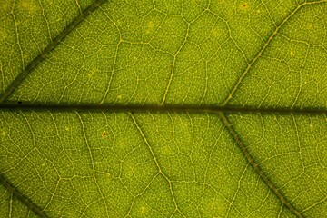 Blur green leaf texture for background indicating love for mother nature and pollution free
