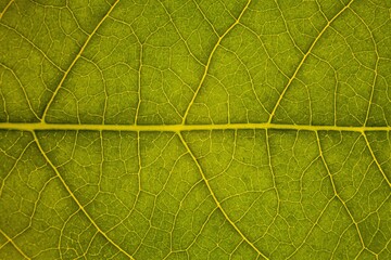 Blur green leaf texture for background indicating love for mother nature and pollution free