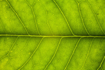 Blur green leaf texture for background indicating love for mother nature and pollution free