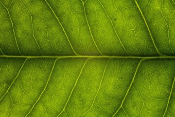 Blur green leaf texture for background indicating love for mother nature and pollution free