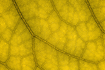 Blur yellow leaf texture for background indicating love for mother nature and pollution free