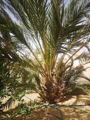 Desert lonely palm