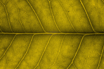 Blur yellow leaf texture for background indicating love for mother nature and pollution free