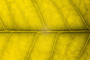 Blur yellow leaf texture for background indicating love for mother nature and pollution free