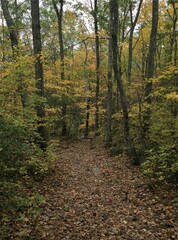 View on a hiking trail in autumn with fallen leaves covering the ground