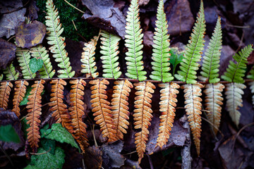 Fern in the forest. The natural color of the plant.