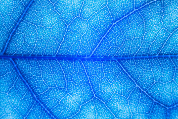 Blur blue leaf texture for background indicating UV pollution and modernization