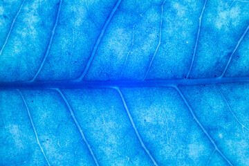 Blur blue leaf texture for background indicating UV pollution and modernization