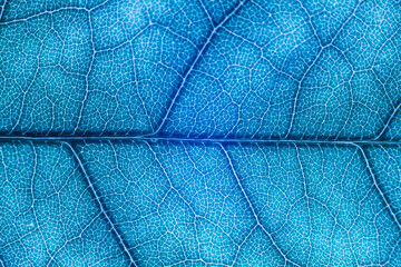 Blur blue leaf texture for background indicating UV pollution and modernization