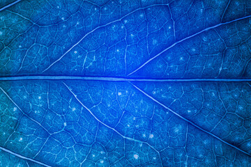 Blur blue leaf texture for background indicating UV pollution and modernization