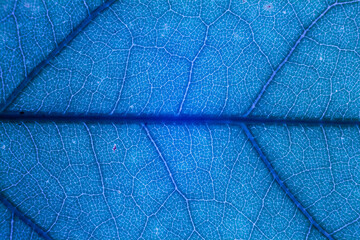 Blur blue leaf texture for background indicating UV pollution and modernization