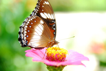 Close up a tropical butterfly alighted on pink zinnia flowers. The butterfly sucks on honey flowers...