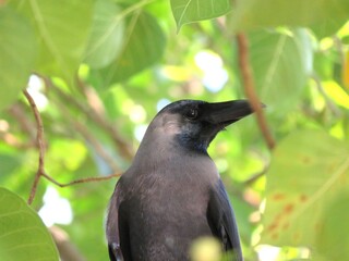 Real American Raven Crow or known as Corvus brachyrhynchos in close view