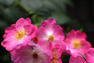 Fototapeta na wymiar ピンク色のバラ