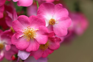 ピンク色のバラ