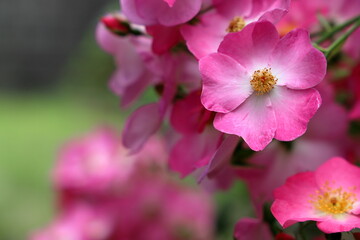 Fototapeta na wymiar ピンク色のバラ