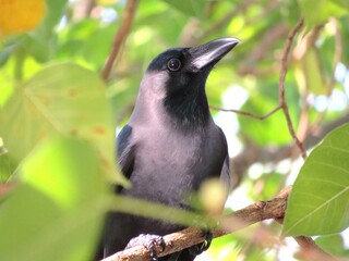Real American Raven Crow or known as Corvus brachyrhynchos in close view