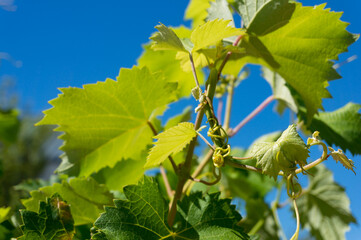 Grape vine closeup. Fresh young grape leaves with vines
