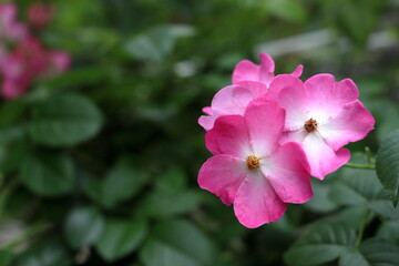 ピンク色のバラ